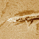 Side scan sonar image of the sloop Washington. Image: Jim Kennard